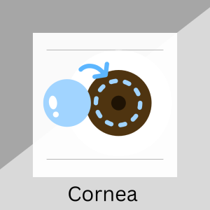 Cornea