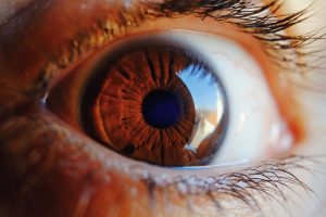 cornea